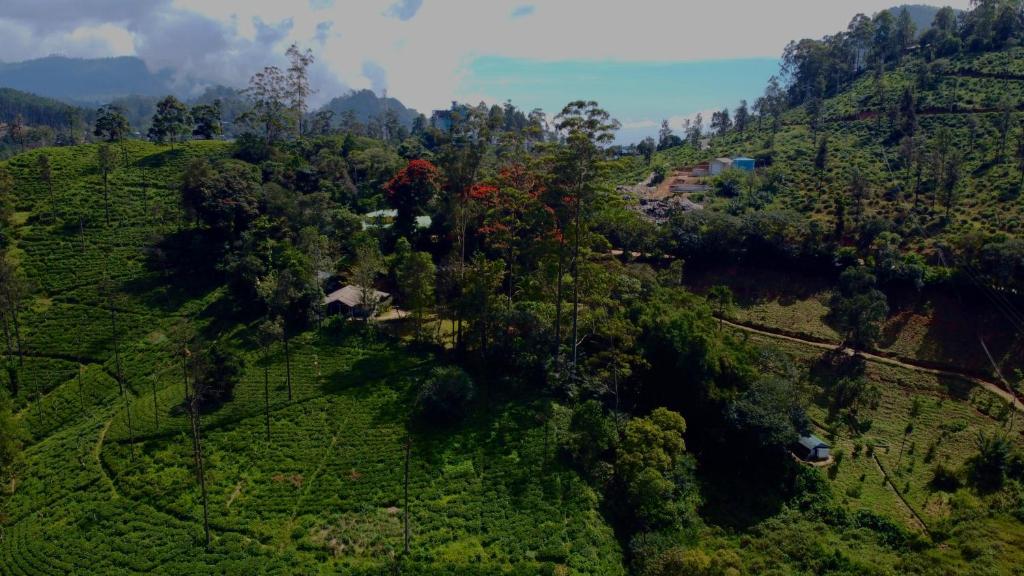 an aerial view of a forested hillside with trees at SunnySide Lodge - Tea Plantation Bungalow in Ella