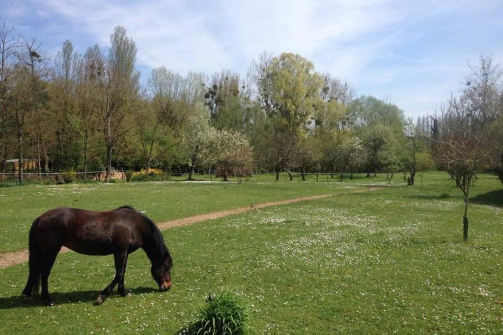 a brown horse grazing in a field of grass at La Pierre Levée in Montigny-sur-Loing