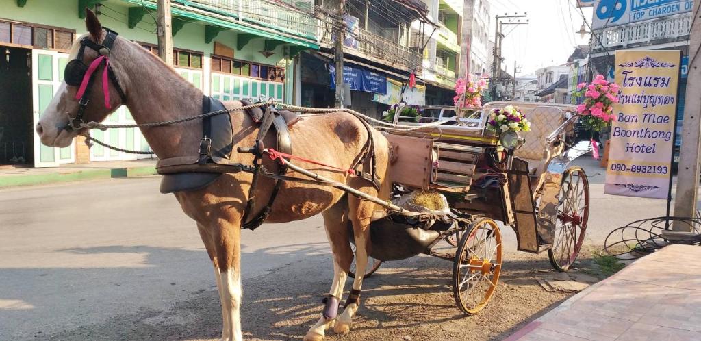 a horse pulling a carriage on a city street at Ban Mae Boonthong in Lampang