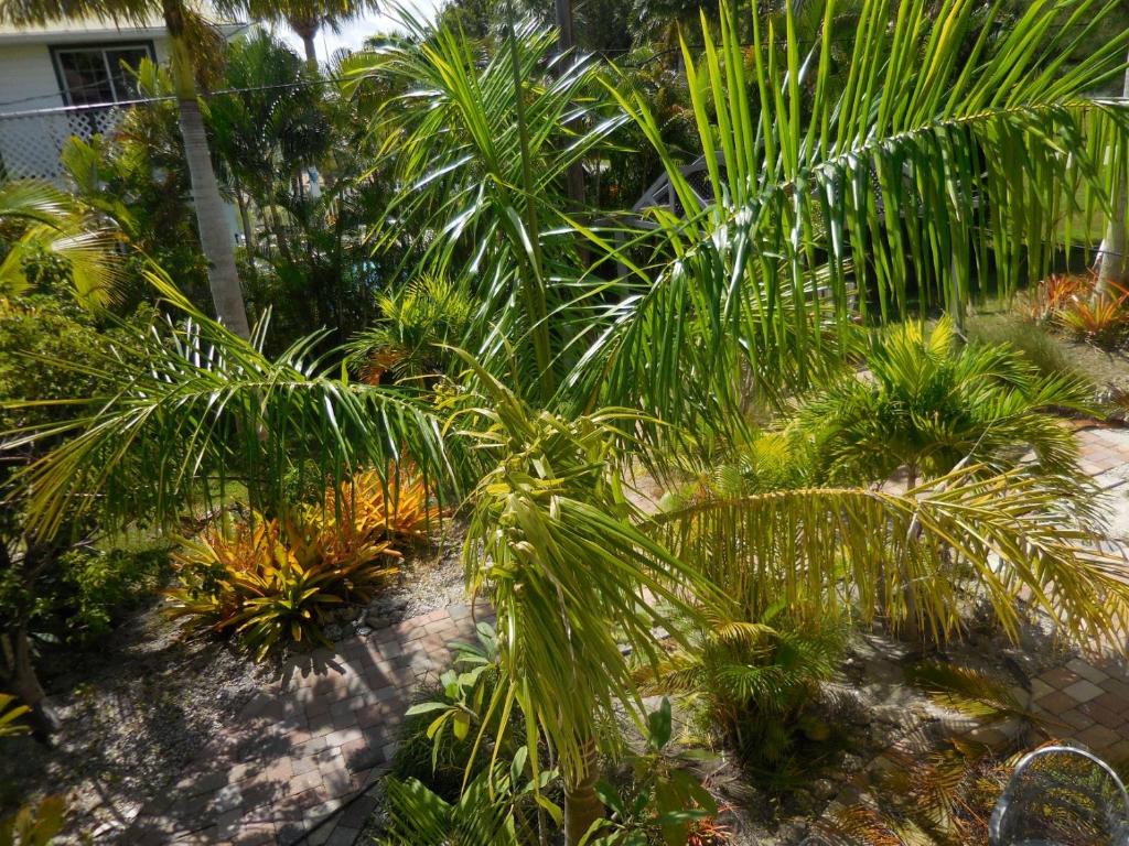 Zahrada ubytování Florida Keys
