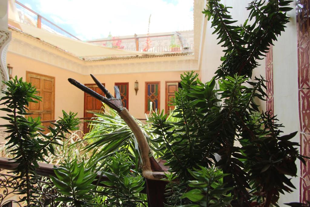 Zahrada ubytování RIAD MAKENE MOUCHKILL