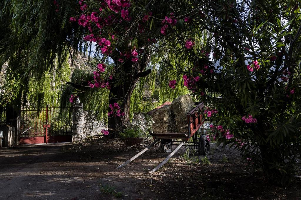 a bench under a tree with pink flowers on it at Casona El Resguardo - Solo Adultos in Río Blanco