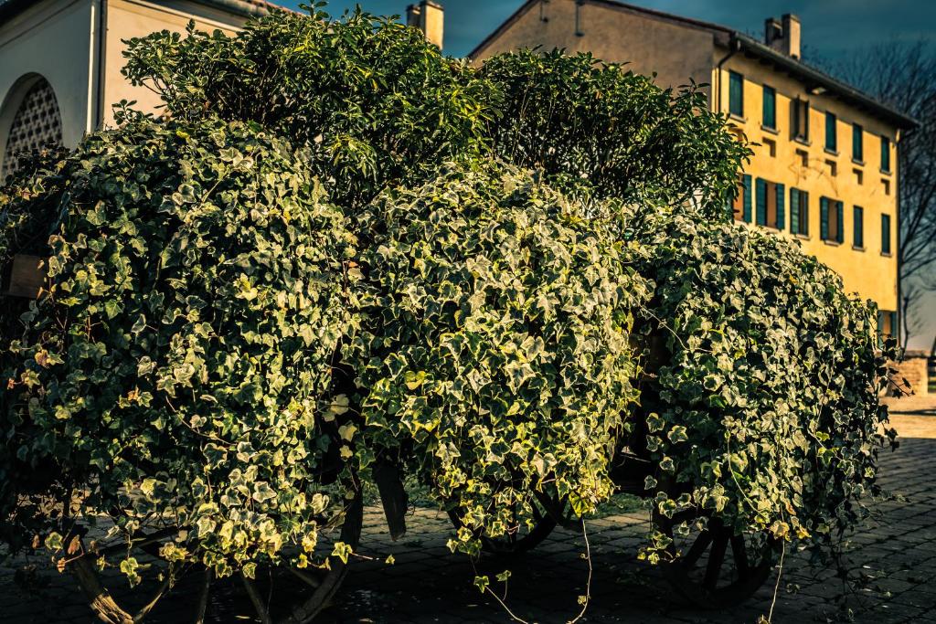 Zahrada ubytování Le Vigne Morosina