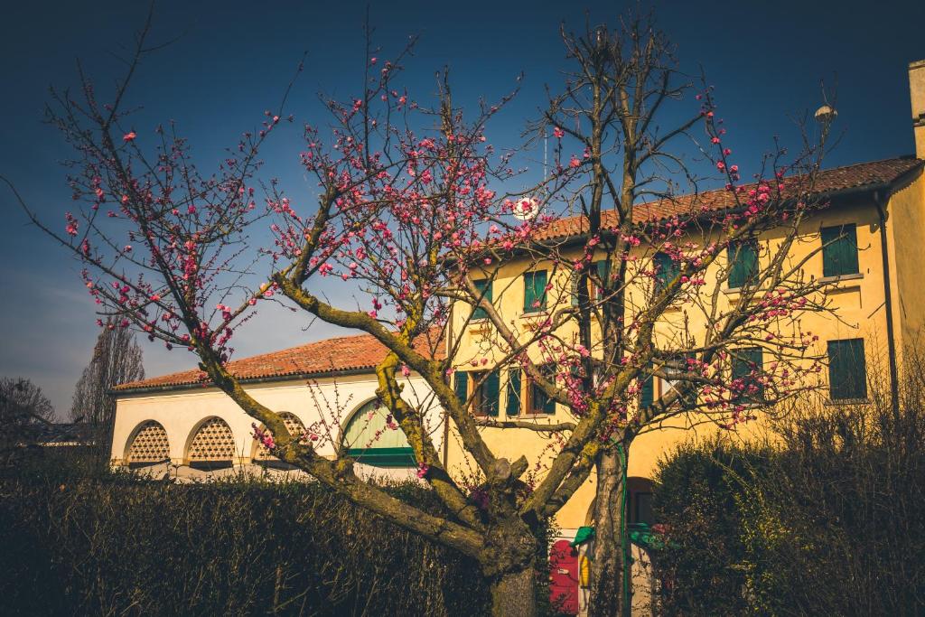 a house with a tree in front of it at Le Vigne Morosina in Cessalto
