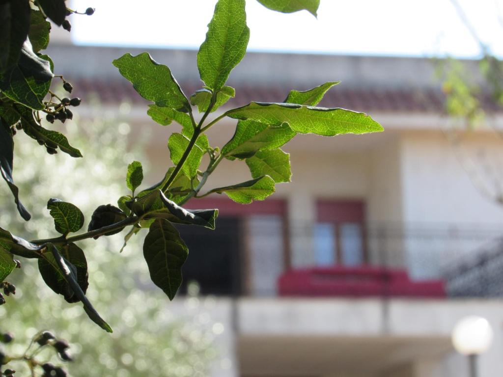 a green leafy tree branch with a building in the background at Villa Il Giovane Alloro in Martina Franca
