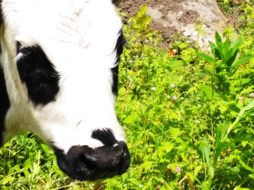 Zvířata v penzionu – hostince nebo okolí