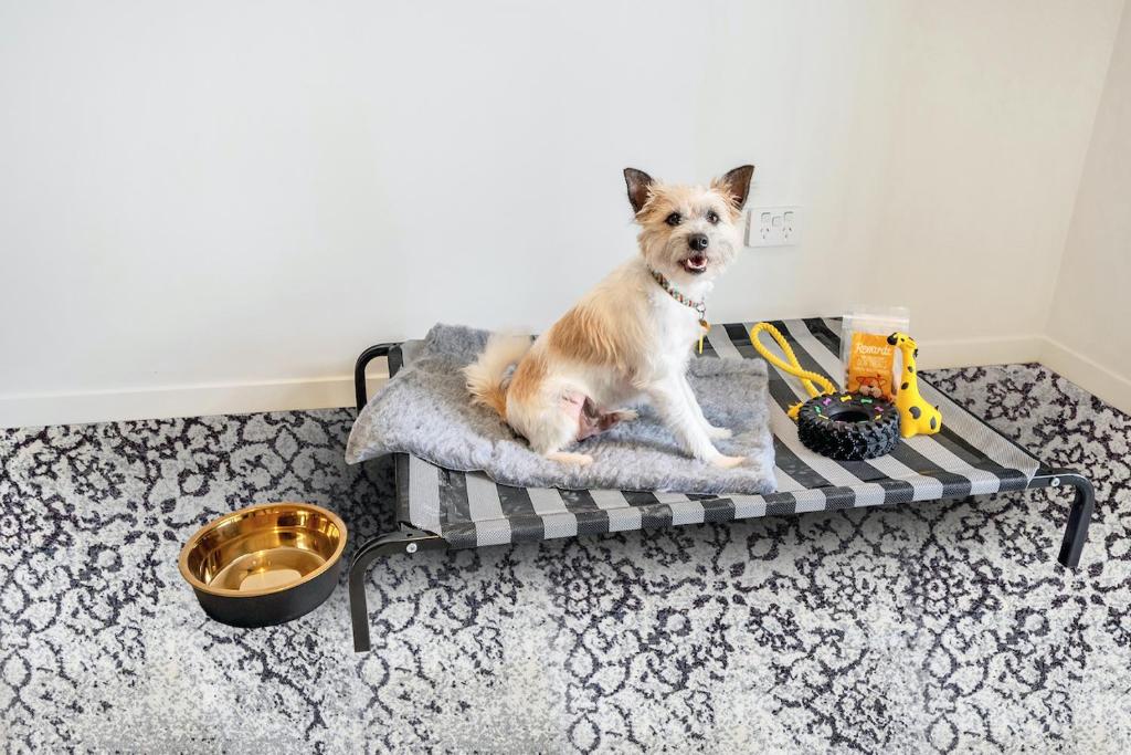 Roomie Apartment Hotel - Studio - Animaux De Compagnie