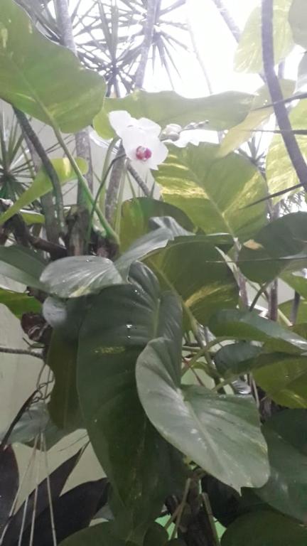  Apartamento Temporada carnaval