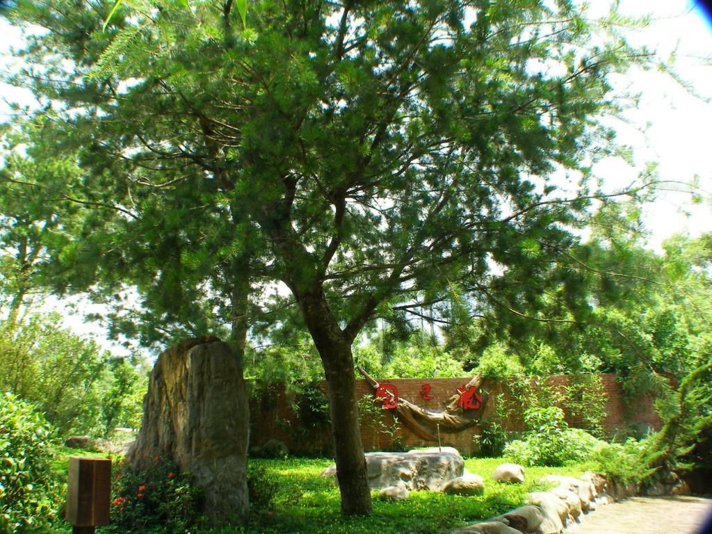 a tree in the middle of a yard with rocks at Zen and Pine Resort in Shuili