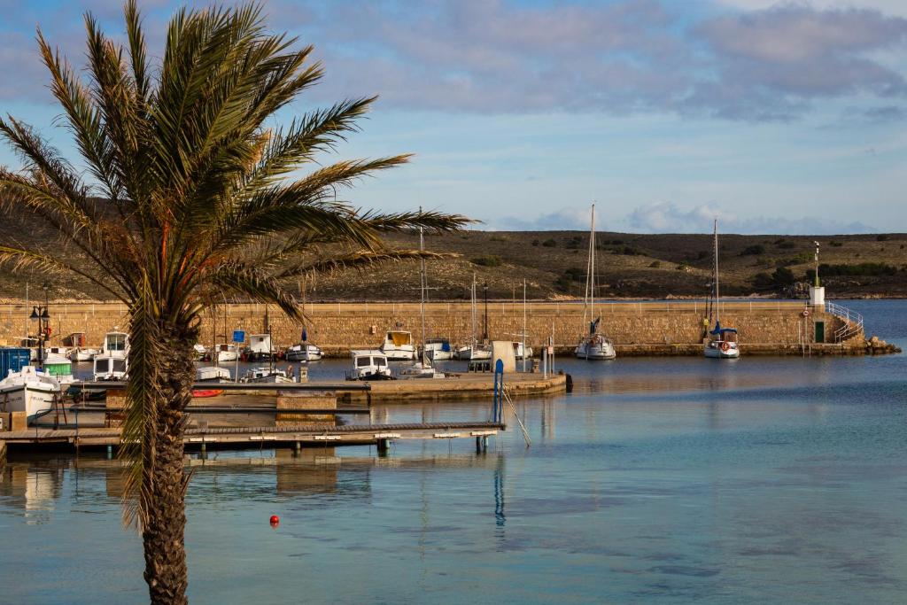 una palmera sentada junto a un puerto deportivo con barcos en Apartamentos Gabriel Sans en Fornells