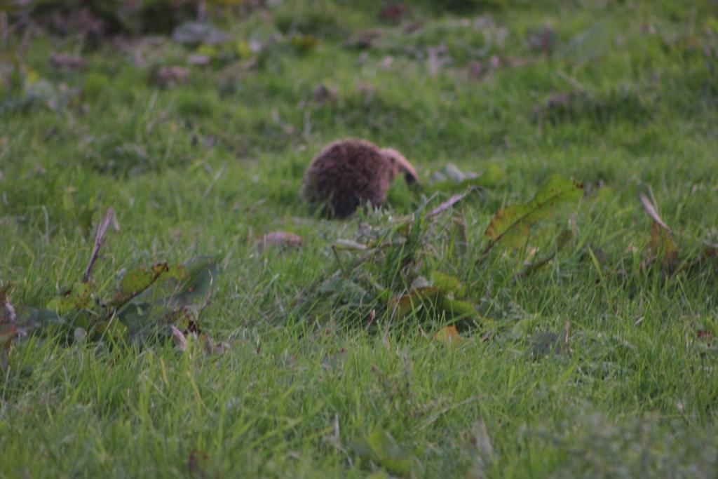 un pequeño animal caminando por un campo de hierba en High Keenley Fell Farm, en Allendale