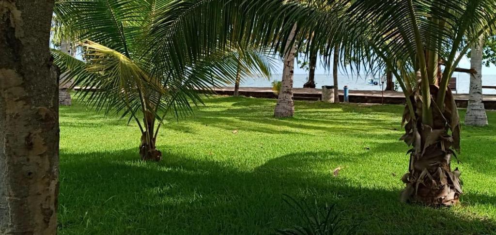 two palm trees in the grass near the ocean at Hotel Wailiti in Maumere