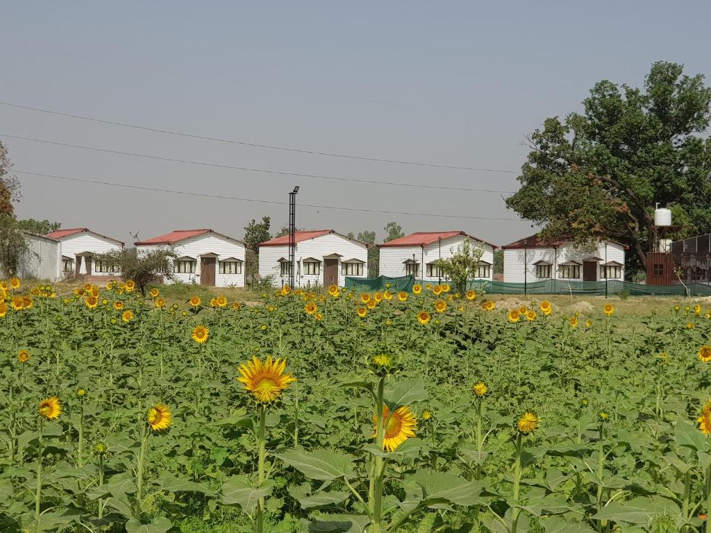 a field of sunflowers in front of a row of houses at Living Green Farms in Allahābād