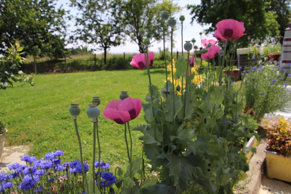 a garden with pink flowers in a yard at LE Gîte DE LA GRANGE DE BROUSTIC in Lahosse