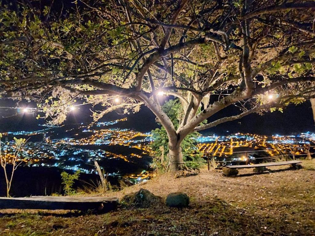 a tree in a park with a city at night at Casa Finca La Flora in San Gil