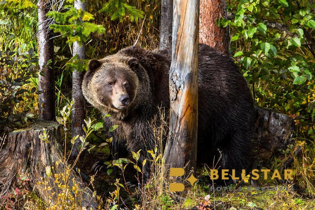 een grote bruine beer die naast een boom staat bij Palliser Lodge — Bellstar Hotels & Resorts in Golden