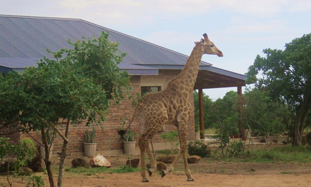 Eine Giraffe läuft vor einem Gebäude in der Unterkunft Mkhiweni Villa at Dombeya Wildlife Estate in Mbabane