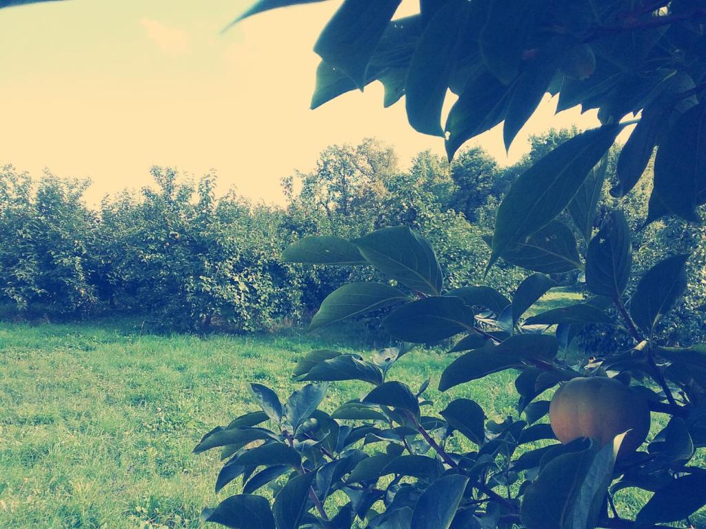 Zahrada ubytování Cascina Bucolica B&B
