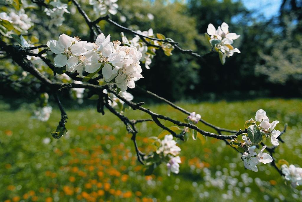 Zahrada ubytování Gardenhotel Premstaller