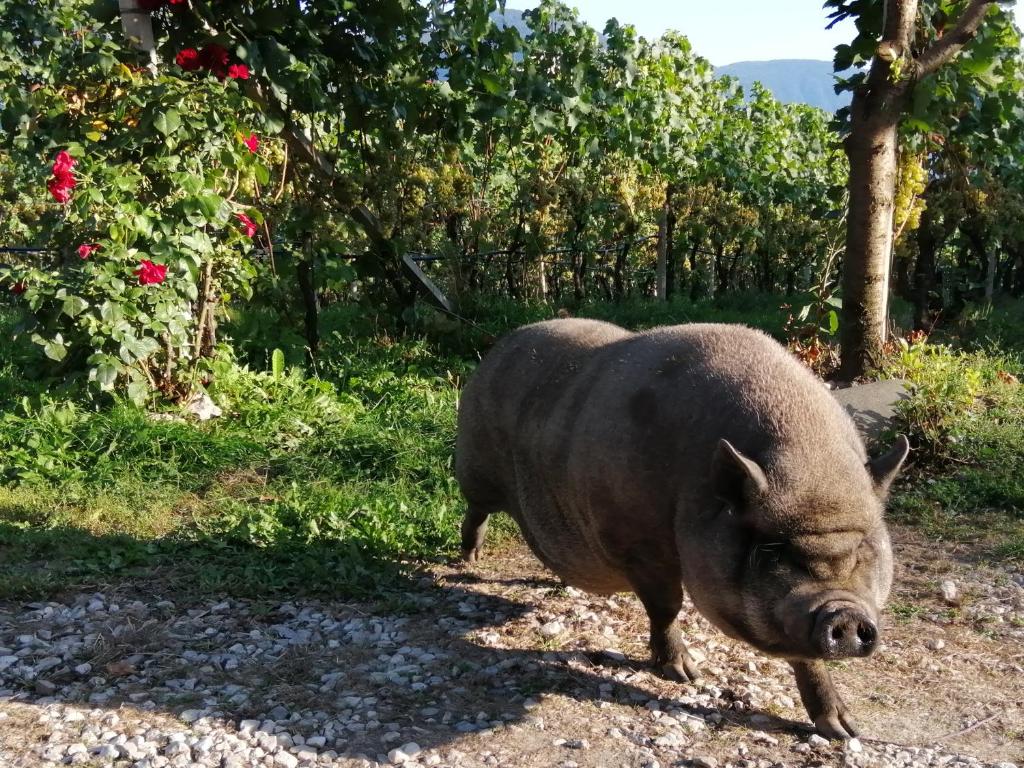 Zvířata v apartmánu nebo okolí