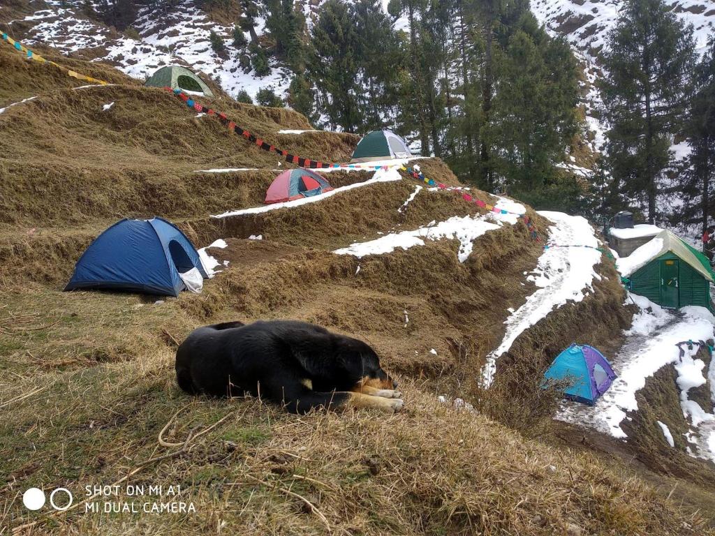 Jungle hut adventure Campsite, Dalhousie (updated prices 2024)