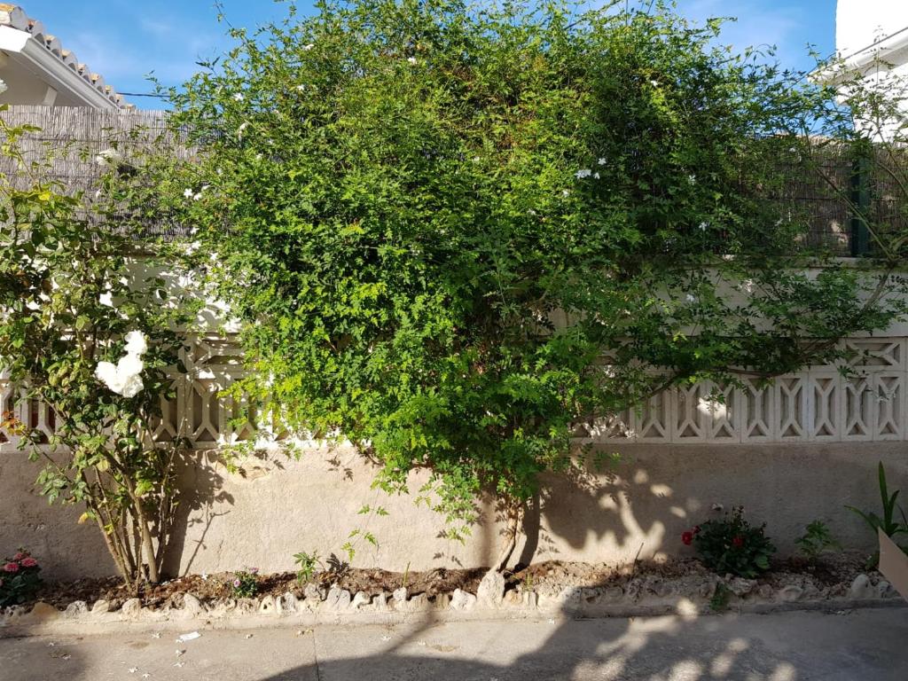 甘迪亚Exclusive Apartment - Playa de Marenys de Rafalcaid的相册照片