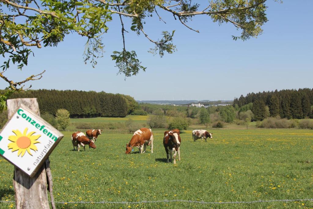 Zvířata v hotelu nebo okolí