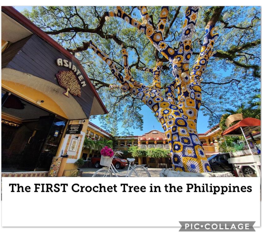 a tree with the first crooked tree in the philippines at Asiaten Hotel in Tarlac