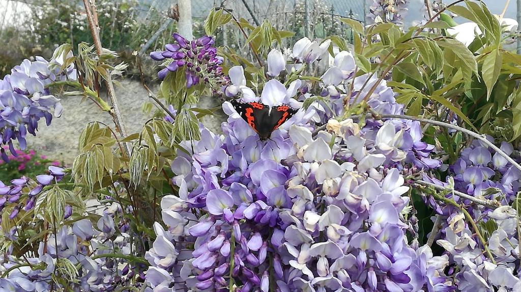 una farfalla seduta sopra dei fiori viola di vivienda vacacional Benilde a Breña Alta