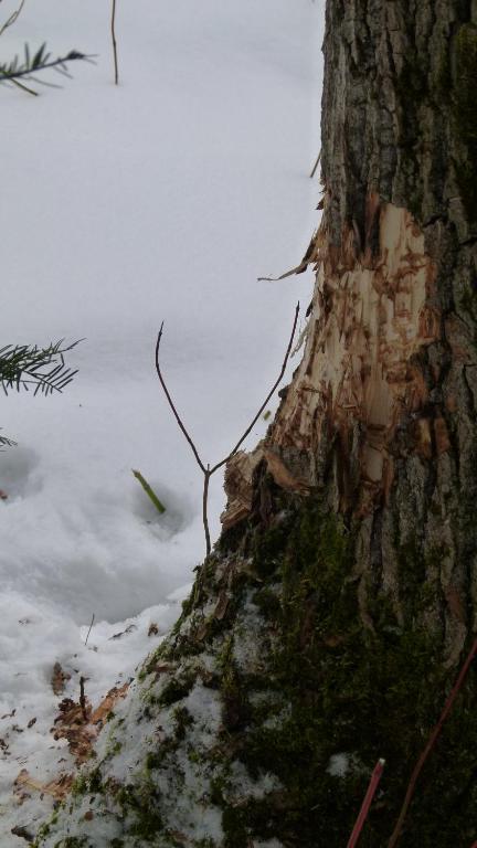 a tree stump with snow on the side of it at La Maison entre Mer Montagnes in Cap-Chat