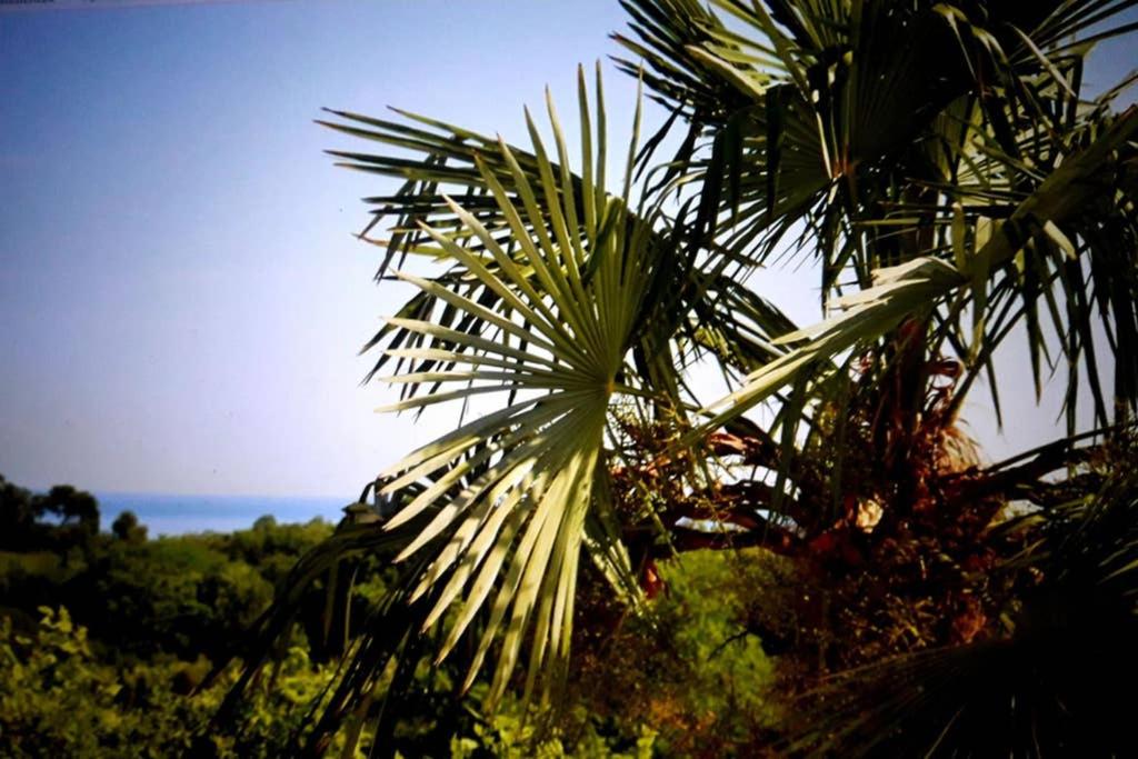 een palmboom met de oceaan op de achtergrond bij Ama(A’ in Fano