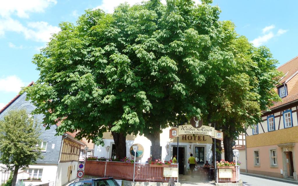ein großer Baum mitten in einer Stadt in der Unterkunft MB Hotel Weißer Hirsch in Hohnstein
