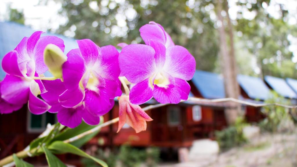 Zahrada ubytování Koh Jum Delight Beach