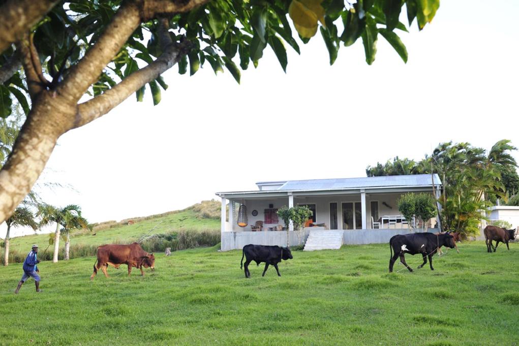 a group of cows walking in a field in front of a house at Létan Lontan in Rodrigues Island