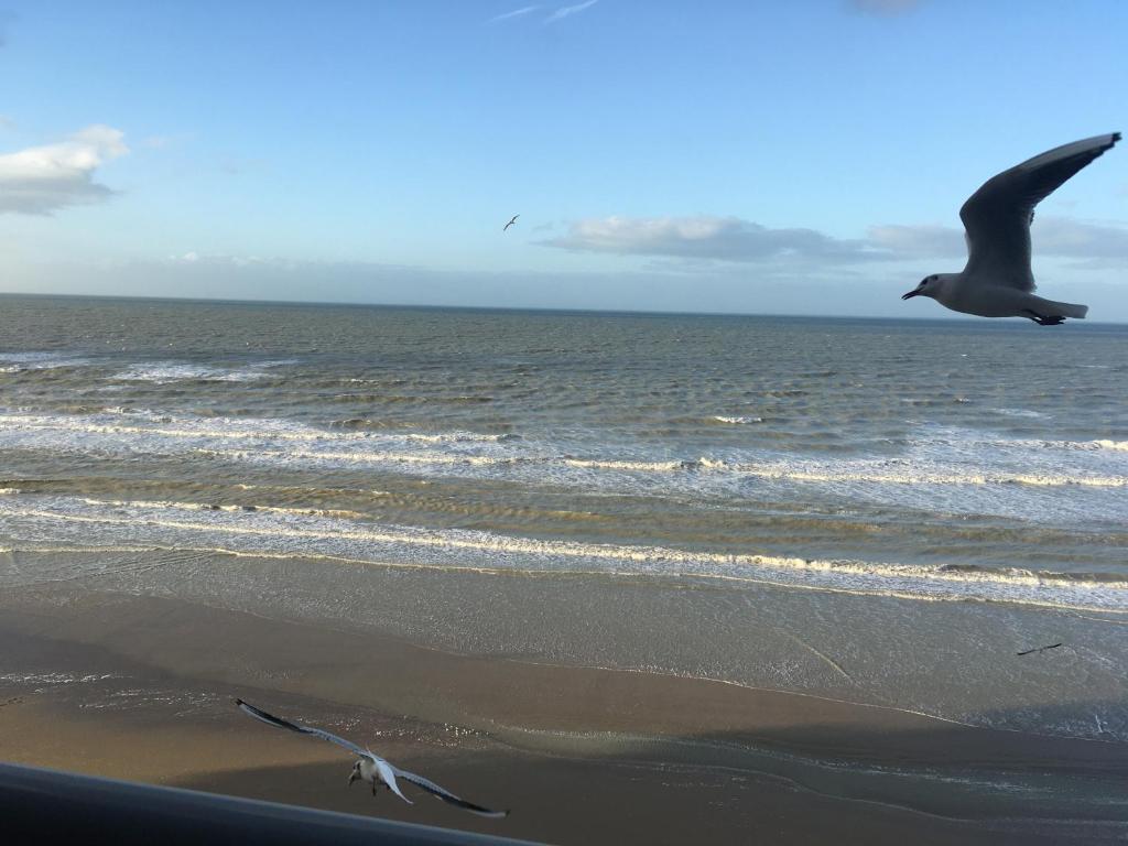 un oiseau survolant une plage avec l'océan dans l'établissement Entre dunes et mer, à Bray-Dunes
