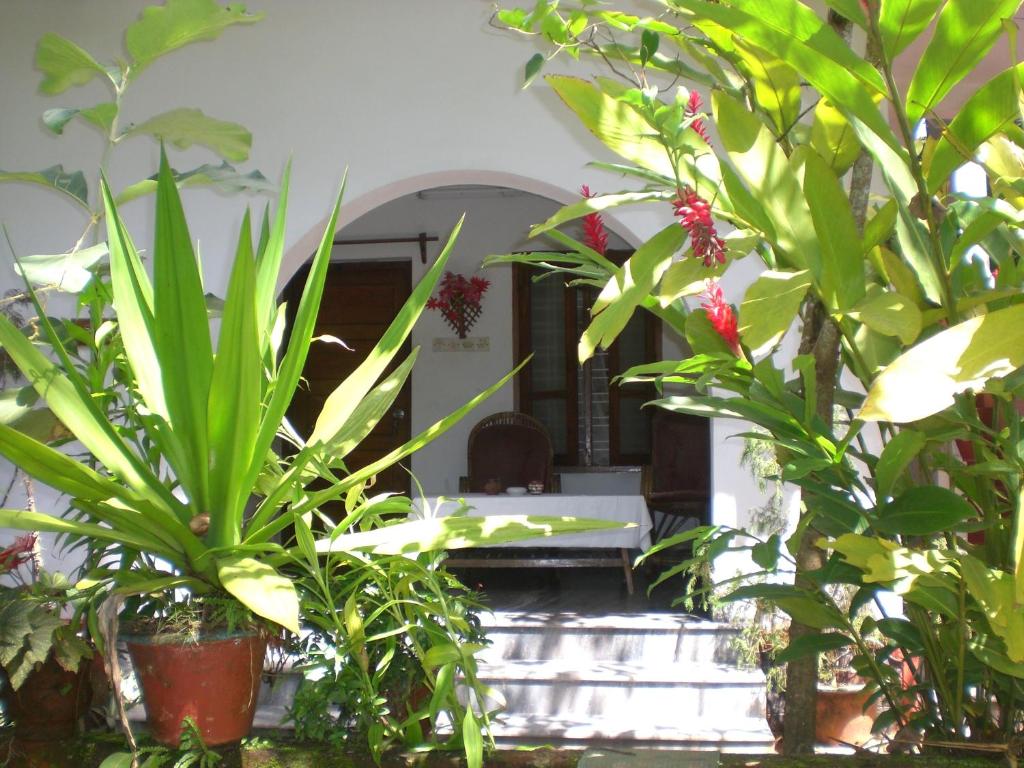 a group of plants in pots in a room at Jickys Nest in Varkala