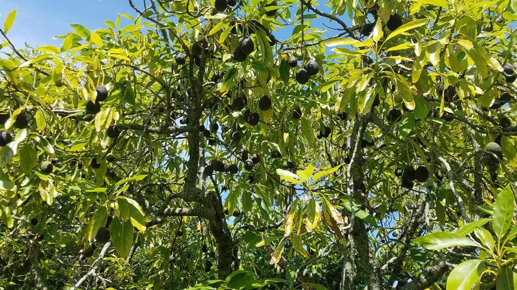 Kerigold Secluded Chalets Motel - Resim 14