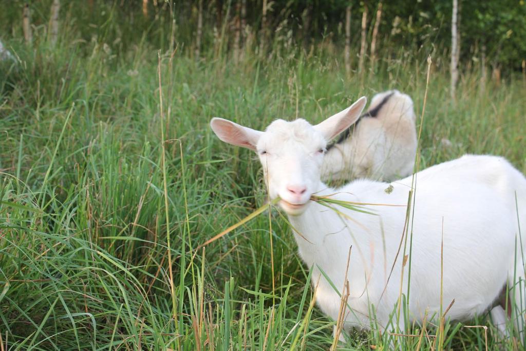 Zvieratá na farme alebo blízkom okolí