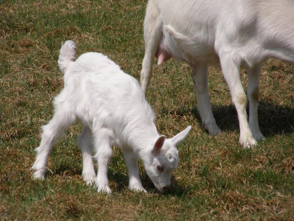 Zvieratá na farme alebo blízkom okolí