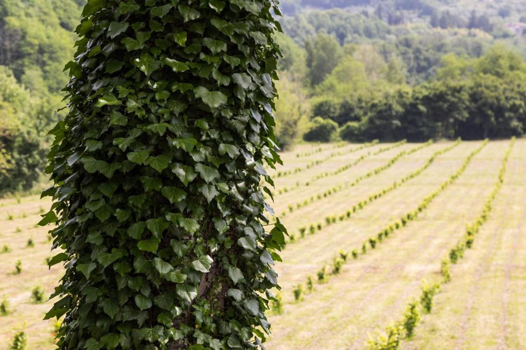 Zahrada ubytování Podere Groppini