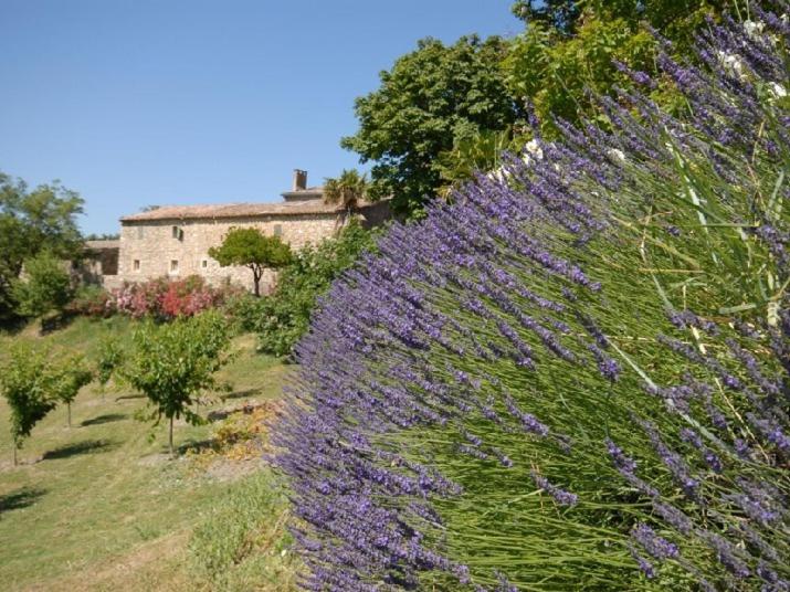 um ramo de flores roxas num campo em Domaine de Cousignac em Bourg-Saint-Andéol