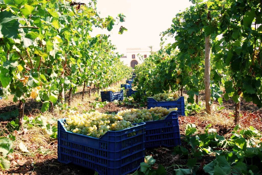 Zahrada ubytování Agriturismo Baglio Donnafranca Wine Resort