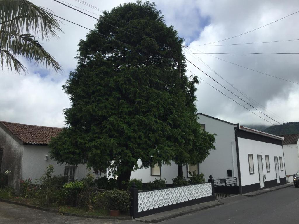 un gran árbol frente a una casa blanca en THE CEDAR TREE HOUSE Studio 48 en Sete Cidades