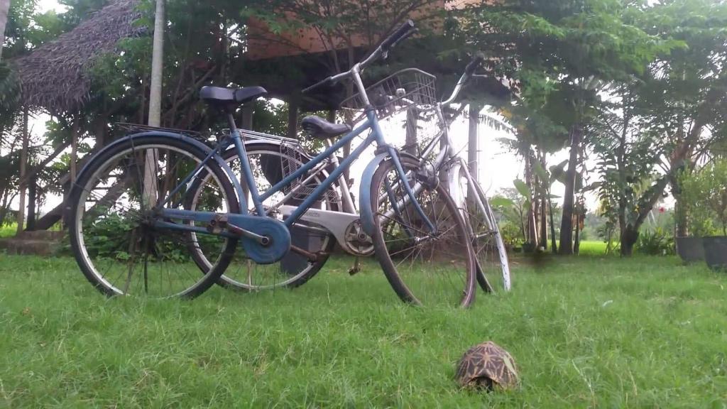Jízda na kole v ubytování lake paradise cabana nebo okolí