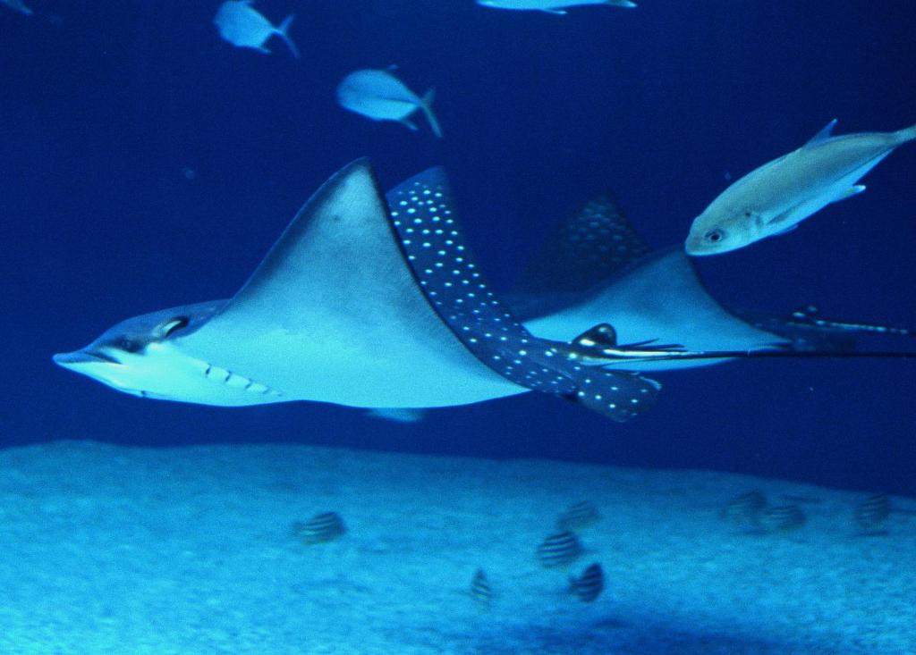 a stingray in an aquarium with a group of fish at Shinagawa Prince Hotel N Tower in Tokyo