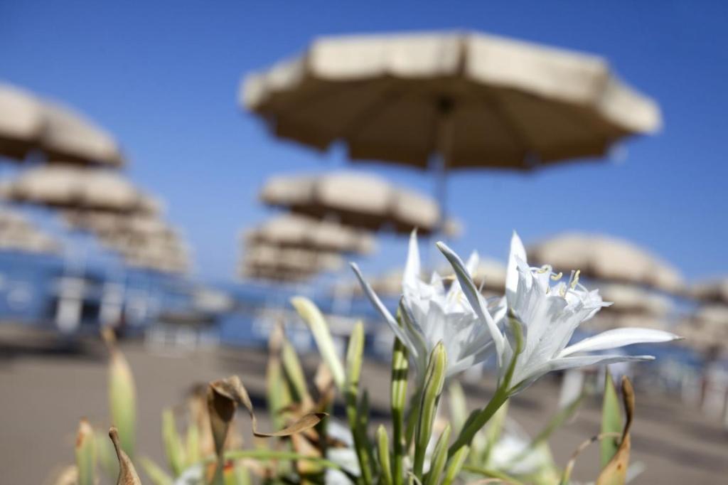 biały kwiat przed parasolką w obiekcie Isola Rossa · Villetta Isola Rossa con spiaggia&piscina w mieście Albinia