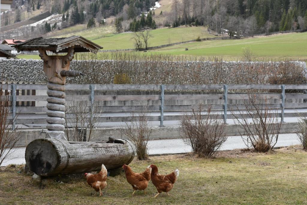 Fotografie z fotogalerie ubytování Auenhof v destinaci Gschnitz