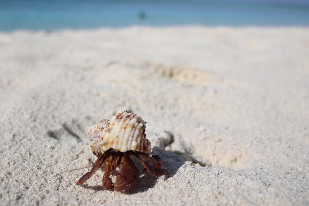 Vevu Villa Fenfushi Ari Atoll photo 2