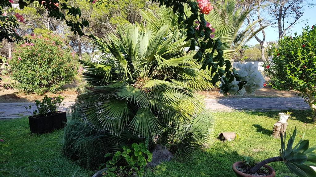 Villino Mery a Calasetta - Lussuosa villa con piscina