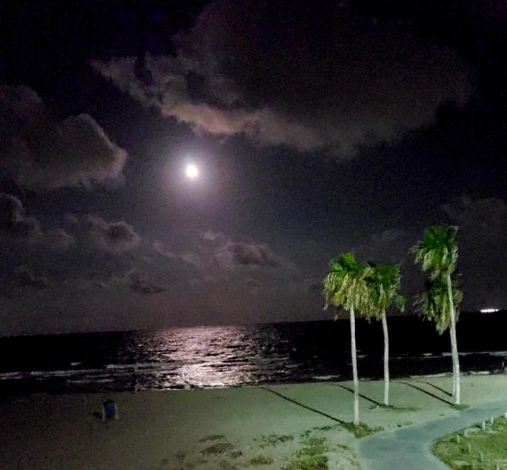 two palm trees on a beach at night with the moon at Spectacular Beach View! in Corpus Christi